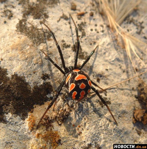 Дачні ділянки і пляжі Донеччини масово заполонили отруйні павуки. Фото