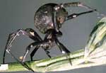 На Одещині небезпечні павуки каракурти кусають людей