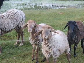 В Чернівецькій області під час пожежі згоріло 50 овець