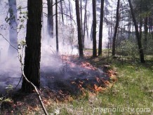Лісові пожежі підбираються до Києва