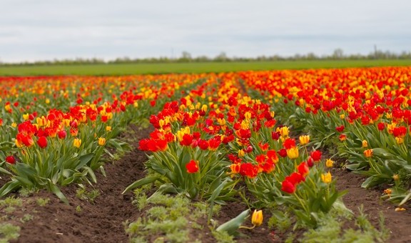 У Криму розквітло найбільше у світі поле тюльпанів