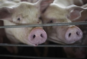 Єгипетський уряд вирішив знищити всіх свиней в країні