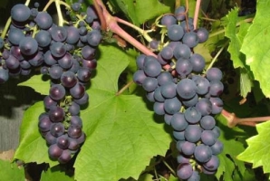 Ягоди винограду - це капсули здоров'я