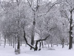 Прогноз погоди в Україні на 25 грудня