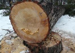 У Києві черговий скандал: невідомі спиляли 100-річні дерева