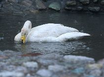В Чернівецькій області рятують лебедів від морозу