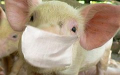 На Донеччині проводяться заходи з метою недопущення занесення африканської чуми свиней з території Росії