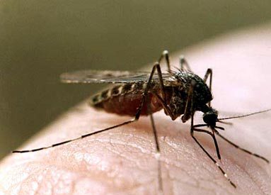Народні засоби від комарів
