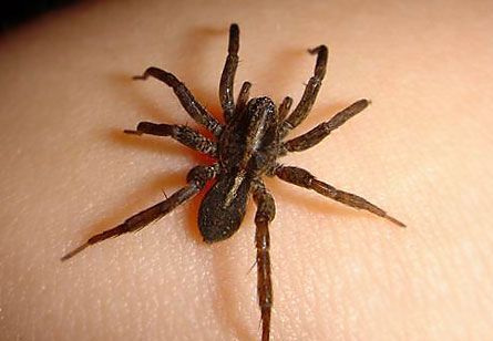 В Донецькій області людей кусають небезпечні павуки
