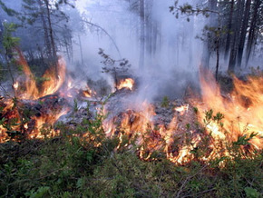 Пожежі на Дніпропетровщині: затримано директора Новомосковського військового лісгоспу