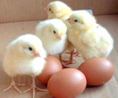 Яєчна криза. В Україні яйця подорожчали за місяць більш ніж удвічі