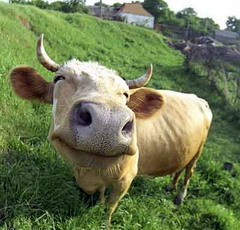 Молдовські корови втікають в Україну