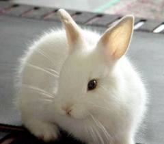 Рік білого Кролика. Як зустрічати Новий рік 2011?