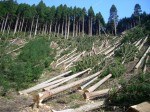 Варварська, хижацька вирубка лісу в Карпатах призводить до екологічної катастрофи