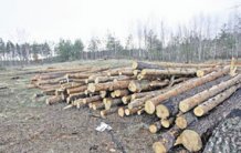 У незайманому лісі Конча-Заспи знищують дерева