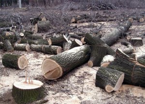 В Києві на території Національного природного парку зрізано 50 дерев