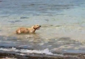 Популярне відео: собака покусала акулу