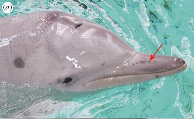 Цікаво. Гвіанський дельфін має рецептори, які здатні вловлювати електричне поле його здобичі