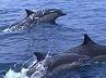 Післязавтра біля Міністерства природи кияни зможуть побачити дельфінів