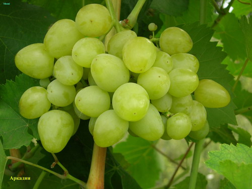 Надзвичайно корисний продукт виноград