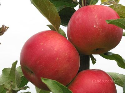 Чим корисні яблука і як їх зберегти?