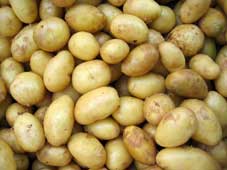 На Чернігівщині рекордний врожай картоплі