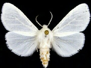 Білий американський метелик на Чернігівщині загрожує стати другим колорадським жуком