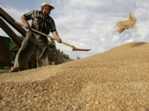 Україна експортує все менше зерна