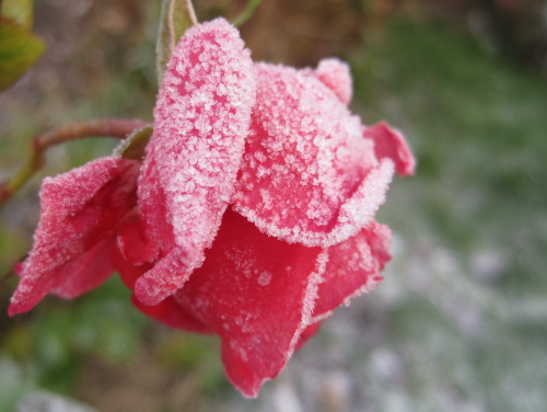 Цікаво. У Києво-Печерській Лаврі з першим снігом розквітнули троянди. Фото