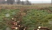 Десятки тисяч зрубаних ялинок гниють на полях Чернігівщини