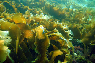 Морська капуста може захистити від багатьох хвороб