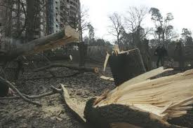Вночі зрубали близько сотні дерев у сквері імені Василя Стуса