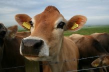 Європою шириться невідома хвороба худоби, Україна захищається