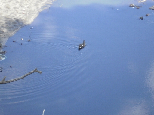 Чому заплава річки Стрижень забудовується за природоохоронні кошти?