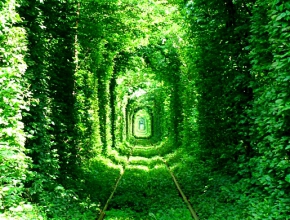 Цікаво. Тунель кохання на Рівненщині. Фото