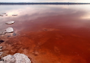 Екологія. Почервоніла вода Куяльницького лиману на західній околиці Одеси