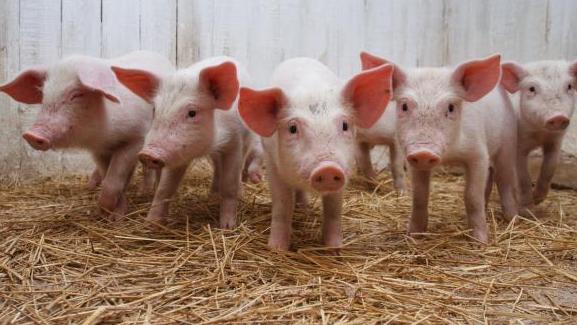 Україна ввела заборону на ввезення з Бiлорусi свиней
