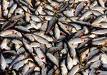 Київська область. На озері Великий Супій виявлено масову загибель риби (короп, товстолоб, приблизно 4 т)