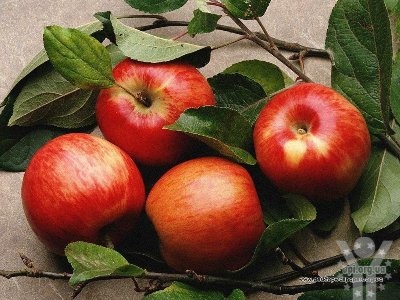 Народна медицина. Вживання яблук позбавляє від холестерину
