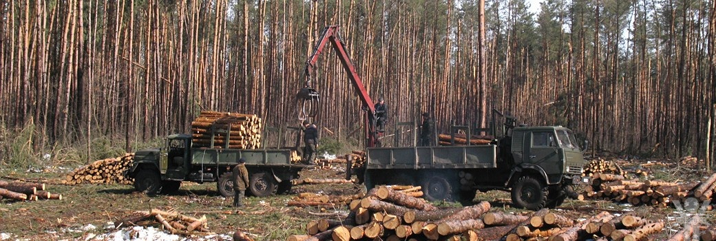 Томенко вимагатиме розгляду законопроекту про заборону експорту української деревини