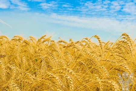 Світовий лідер з експорту пшениці змінився