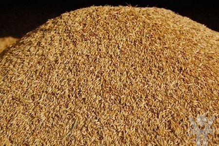 Україна здатна подвоїти валове виробництво зернових