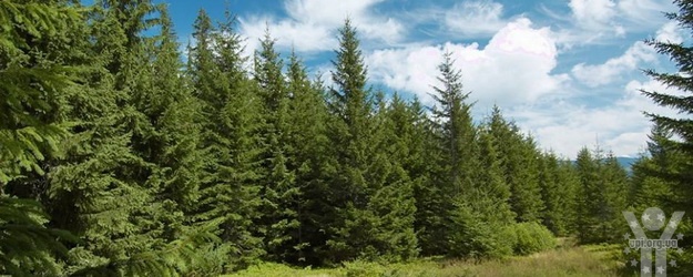 Європейський шлях для українського лісу