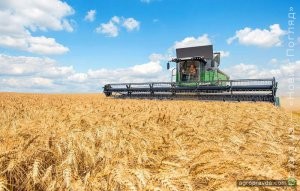 Сільське господарство України: падають урожаї і виводяться іноземні інвестиції