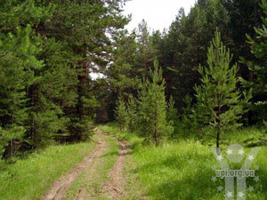 Чернігівський Рух вимагає повернути громадські ліси громадам