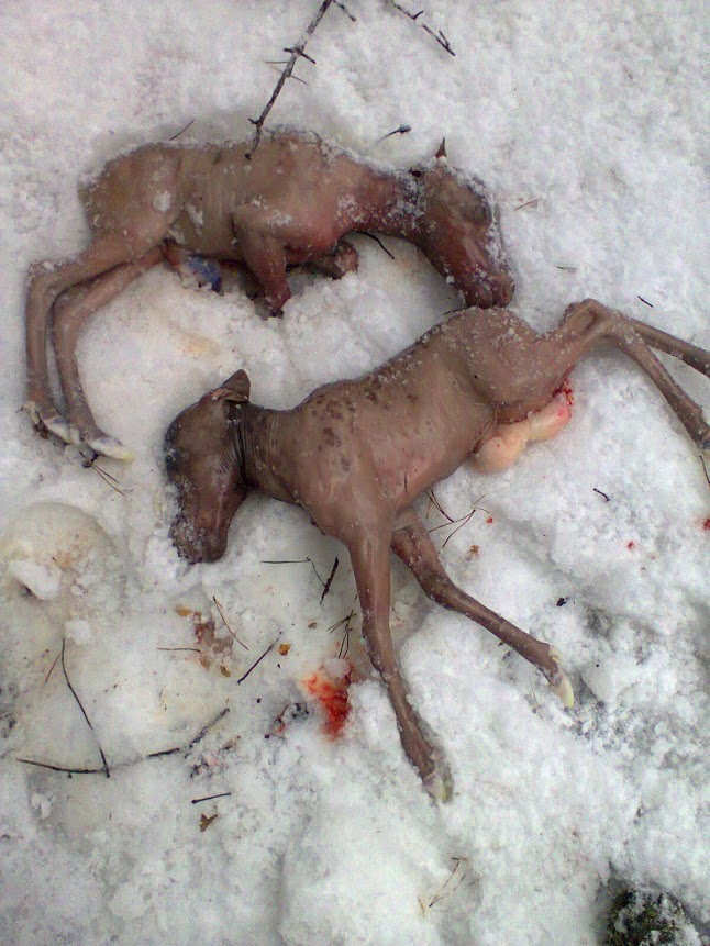 На Чернігівщині браконьєри розстріляли вагітну самку лося
