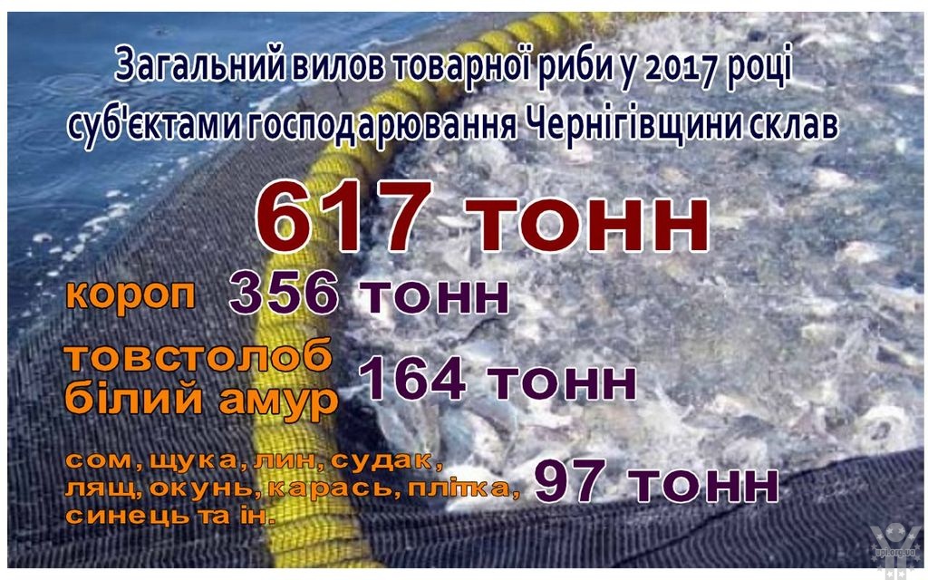 За рік у водоймах Чернігівщини виловлено більше 617 тонн товарної риби
