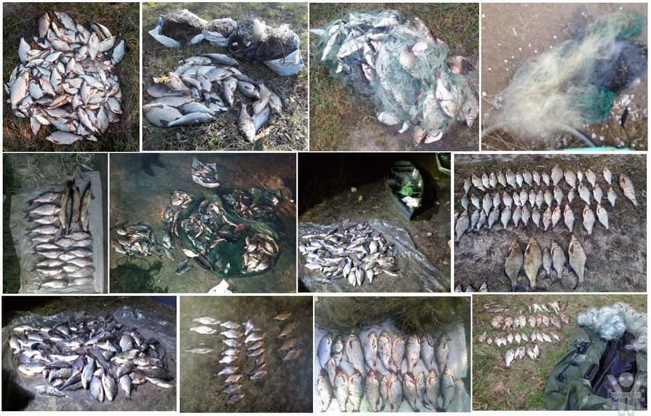 Чернігівський рибоохоронний патруль викрив порушень на суму збитків більше 95 тис. грн