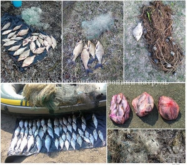 На Чернігівщині протягом тижня вилучено 64 кг незаконно добутої риби