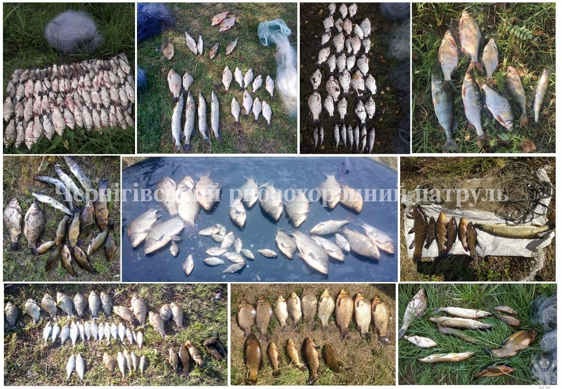 На Чернігівщині вилучено понад 200 кг незаконно добутої риби та понад 3000 метрів сіток